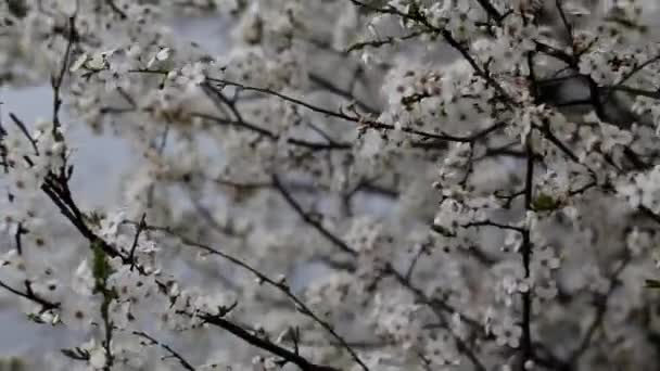 Floreciente Jardín Primavera Día Soleado Las Ramas Los Árboles Florecientes — Vídeo de stock
