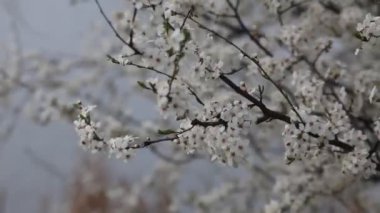 Güneşli bir günde çiçek açan bahar bahçesi. Ağaçların dalları rüzgarda sallanıyor..