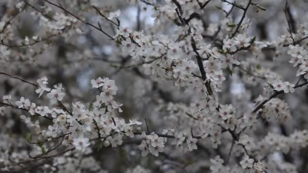 Blühender Frühlingsgarten Einem Sonnigen Tag Zweige Blühender Bäume Wiegen Sich — Stockvideo