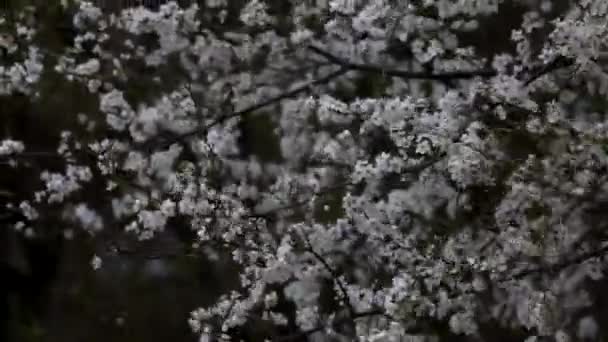 Strong Wind Sways Branches Flowering Tree Rain Begins Real Time — Stock Video