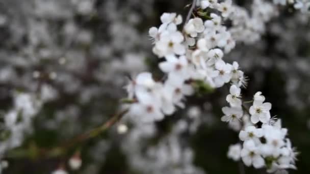 Blomstrende Forår Haven Solrig Dag Grene Blomstrende Træer Svajer Vinden – Stock-video