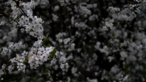 Strong Wind Sways Branches Flowering Tree Rain Begins Real Time — Stock Video