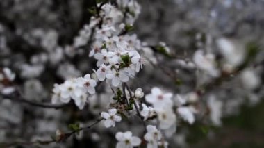 Güçlü bir rüzgar yağmur başlamadan önce çiçek açan bir ağacın dallarını sallar. Gerçek zamanlı HD video görüntüleri.