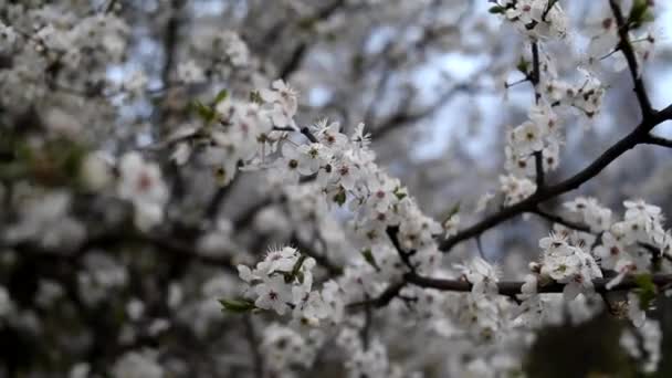 Bloeiende Voorjaarstuin Een Zonnige Dag Takken Van Bloeiende Bomen Zwaaien — Stockvideo