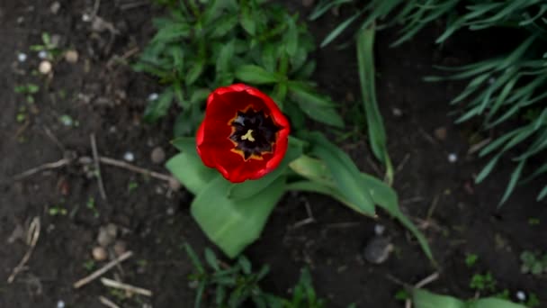 Linda Tulipa Vermelha Após Chuva Jardim Primavera Vista Superior Close — Vídeo de Stock