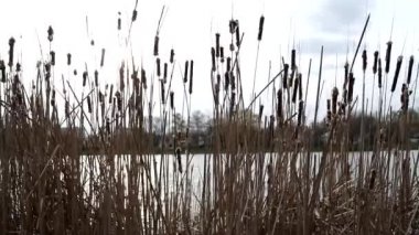 Güneşli günbatımında nehir kenarında kuru sazlıklar. Bir grup bitki harika doğal desenler yaratıyor..