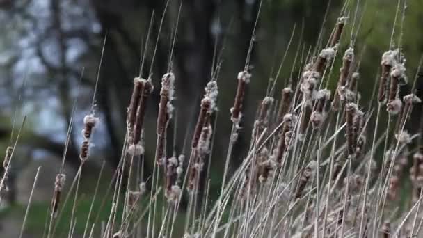 Wind Calmly Sways Dry Reeds — Stock Video