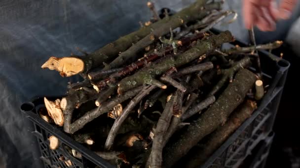 Hombre Toma Ramas Secas Una Caja Ramas Árboles Frutales Para — Vídeo de stock