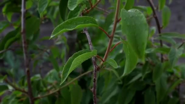 Des gouttes d'eau tombent sur les feuilles de kiwi. Le vent souffle sur les branches du kiwi. Des gouttes d'eau sur les feuilles .