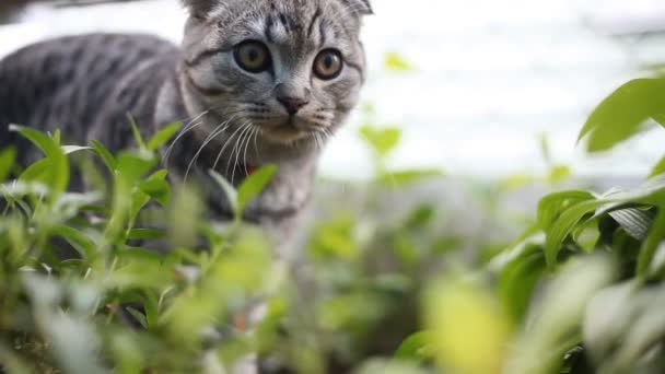 Joven Gato Pliegue Escocés Juguetonamente Escondido Los Arbustos Gato Los — Vídeos de Stock