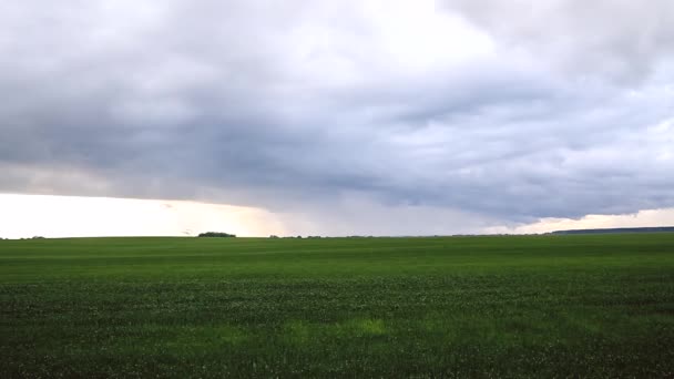 비구름 빠르게 합니다 빗방울 들판을 하늘의 — 비디오