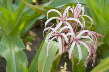 Crinum amabile donn veya Giantlily yeşil yaprakları ile
