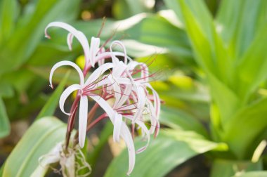 Giantlily veya Crinum amabile donn yeşil yaprakları ile