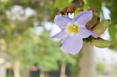 Thunbergia laurifolia veya mavi trompet asma