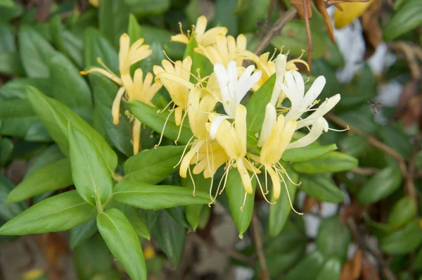 Lonicera japonica Thunb or Japanese honeysuckle yellow and white flower — Stock Photo, Image