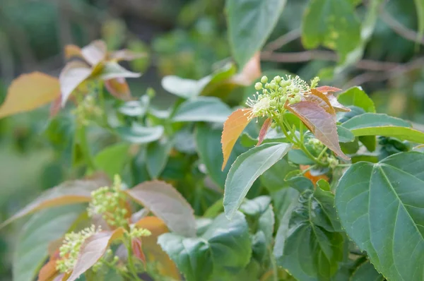 Närbild av Croton tiglium Linn med nya bladen spira — Stockfoto