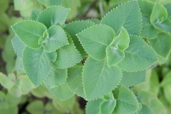 Plectranthus amboinicus eller Coleus Amboinicus lämnar växtbaserade — Stockfoto