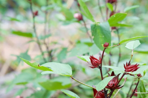 Hibiscus sabdariffa Linn har oskärpa gröna blad som bakgrund — Stockfoto