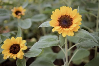 Helianthus annuus ya da ayçiçeği, Asteracea familyasının yıllık bitkisidir. Bahçede büyük sarı çiçek ve yeşil yapraklar.