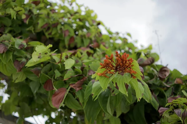 Bouquet Bauhinia Sirindhorniae Garden Cloud Sky Background Copy Space Orange — Stock Photo, Image