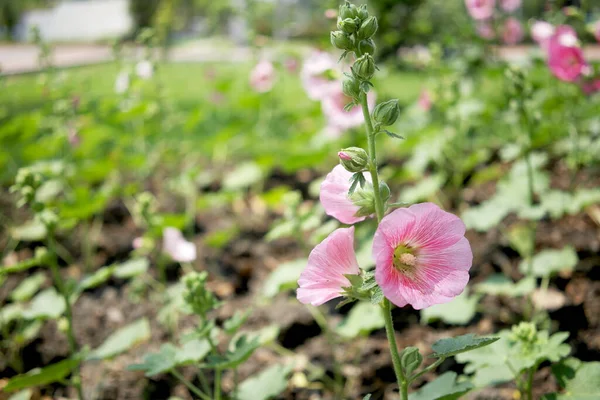 Alcea Rosea Hollyhock Ornamental Plant Family Malvaceae Pink White Flowers — Stock Photo, Image