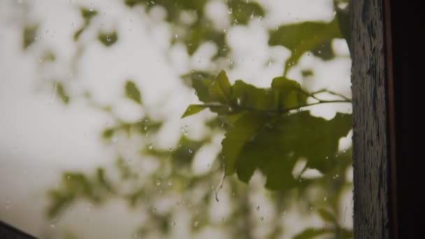 Zweig vor dem Fenster an einem bewölkten Tag. — Stockvideo