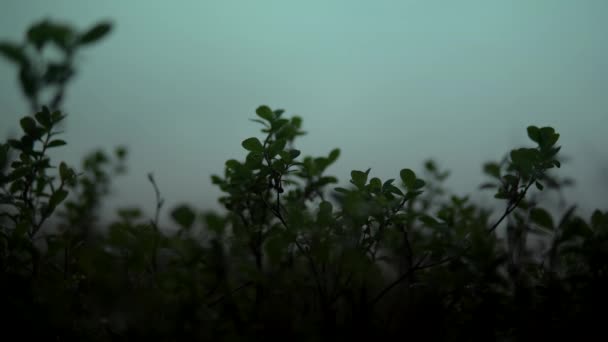 De wind roert Bosbessen in het mistige bos Close-up — Stockvideo