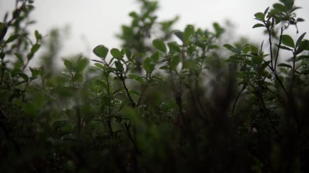 El viento agita Blueberry con gotas de rocío Primer plano — Vídeo de stock