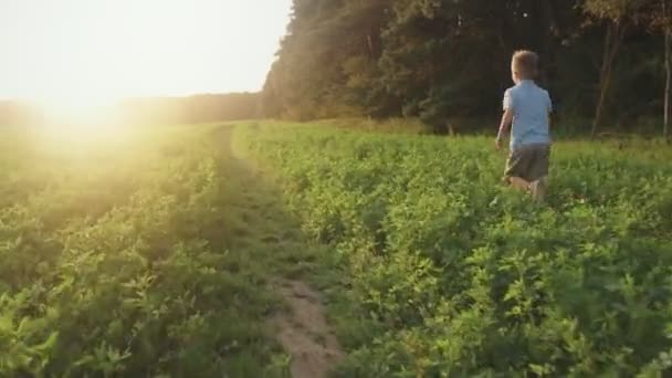 Kleine jongen loopt over het veld door het gras bij zonsondergang. — Stockvideo