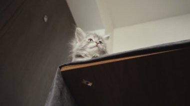 Ahşap bir yemek masasında uzanmış kedi yavrusu manzarası