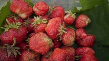 Yeşil yapraklı taze çilek.