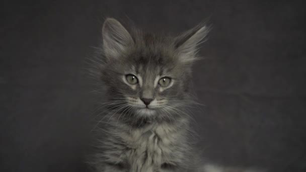 Roztomilé šedé legrační kotě je na stole, zblízka — Stock video