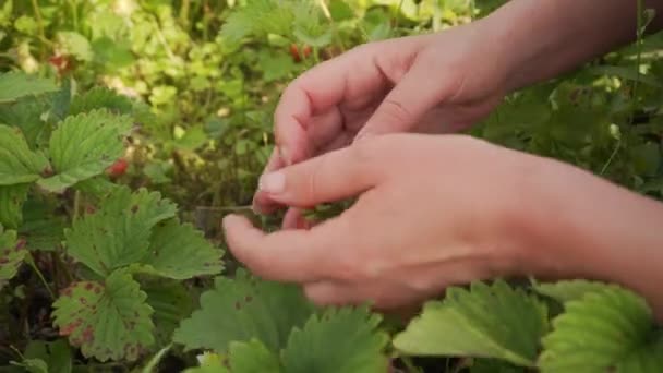 Zbliżenie żeńskich rąk zbierających truskawki w ogrodzie — Wideo stockowe