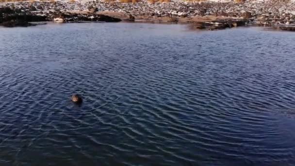Eine Robbe ruht in der blauen Lagune. Island — Stockvideo
