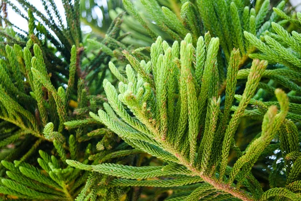 Picea mariana. Yeşil ağaç closeup. Bitki örtüsü, Yunanistan