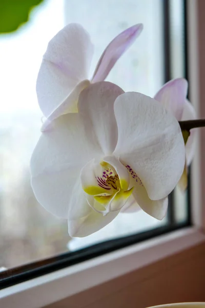 Orkidéer blommar på fönstret — Stockfoto