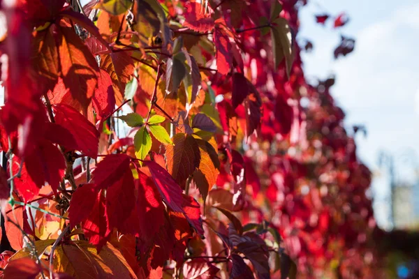 Hojas de color rojo brillante en otoño — Foto de Stock