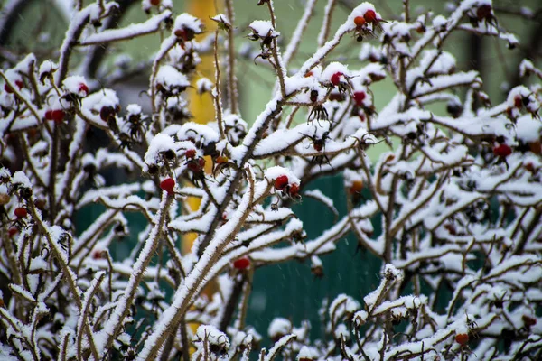 Kuşburnu kar altında — Stok fotoğraf