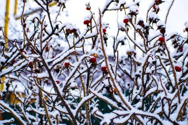 Kuşburnu kar altında — Stok fotoğraf