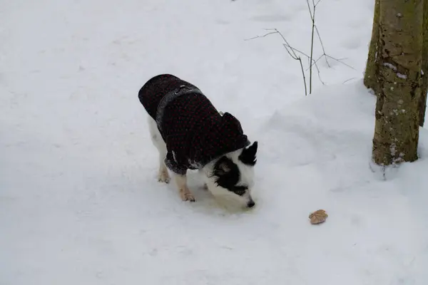 Petit chien drôle dans une veste noire regardant autour tout en marchant en hiver . — Photo