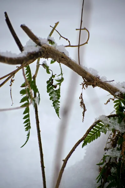Farn im Winter. grüne Farnblätter im Winter unter Schnee. — Stockfoto
