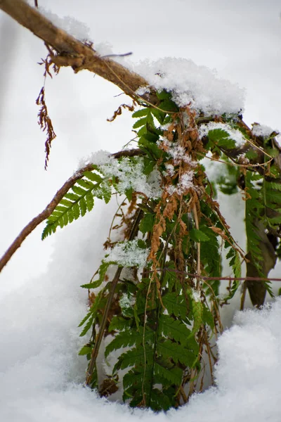 Helecho en invierno. Hojas de helecho verde bajo la nieve en invierno . — Foto de Stock