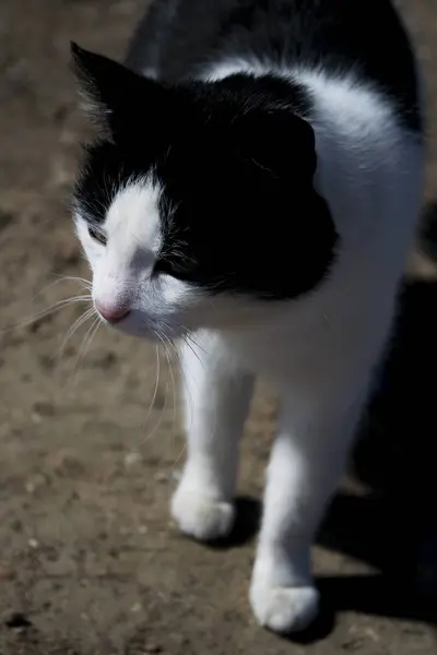 Чёрно-белая кошка — стоковое фото