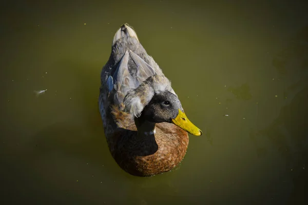 Canard nageant dans le lac — Photo