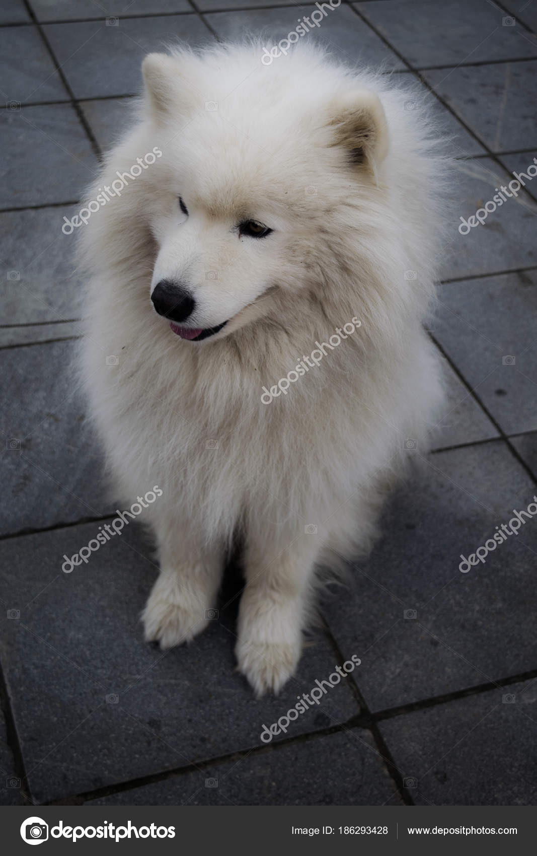 Flauschiger Hund