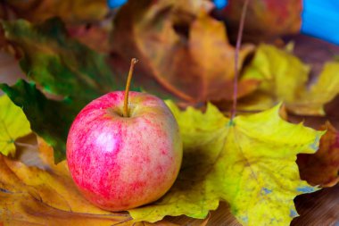 Hasat. Kırmızı elma ve yaprakları ile sonbahar natürmort