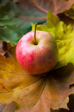Hasat. Kırmızı elma ve yaprakları ile sonbahar natürmort
