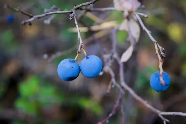 Arándanos en el bosque —  Fotos de Stock