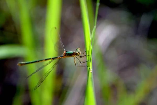 Libélula. Dragonfly close-up. Verão — Fotografia de Stock