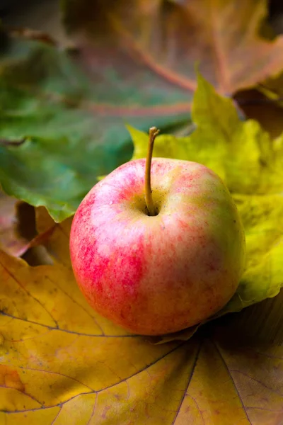 Збір врожаю. Осіннє натюрморт з червоними яблуками та листям — стокове фото